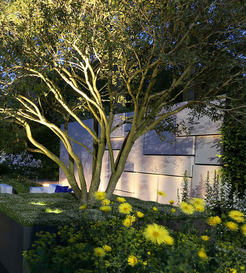 Uplit multi-stemmed tree with back drop of uplit textured wall